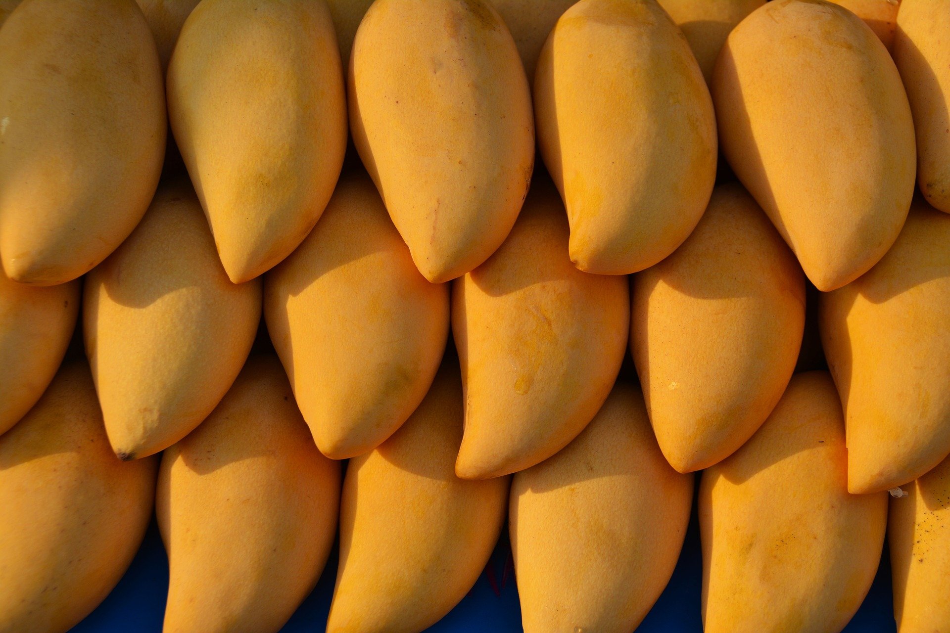 mango varieties in pakistan