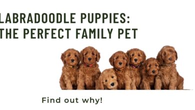 Why Labradoodle Puppies Make Great Family Pets