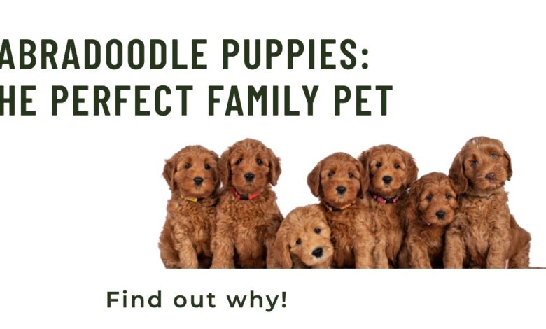 Why Labradoodle Puppies Make Great Family Pets